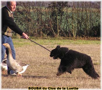 le bouvier des flandres et les oies - Elevage du CLOS DE LA LUETTE - COPYRIGHT DEPOSE